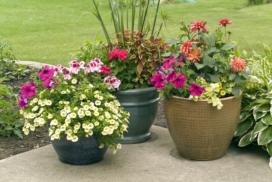 Flowers in ceramic pots