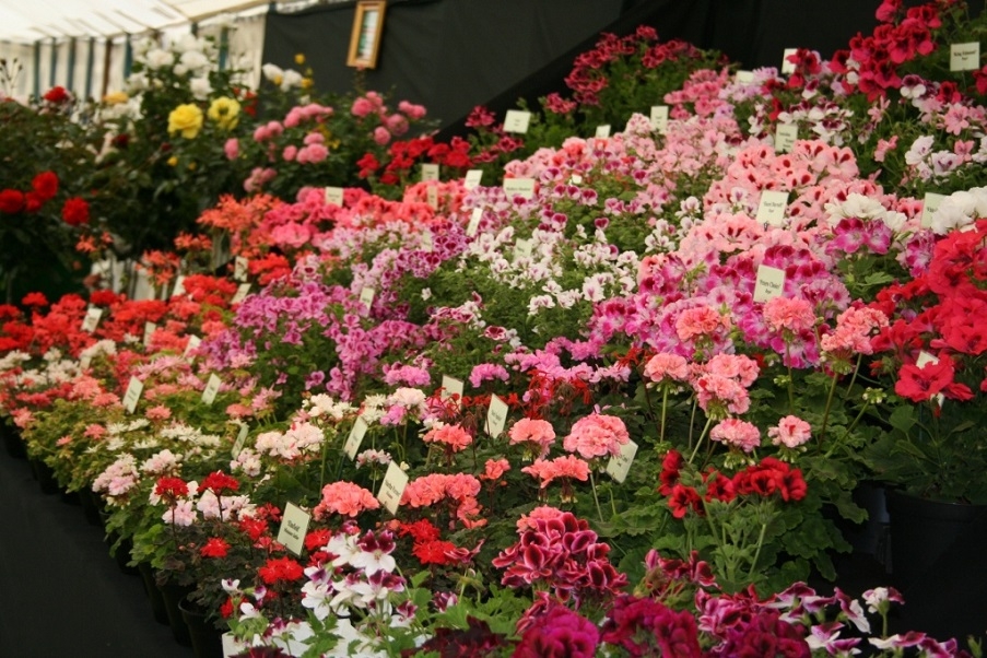 Flowers displayed on a sloping stall in a marquee
