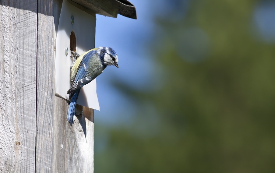 A blue tit hanging on a nesting box