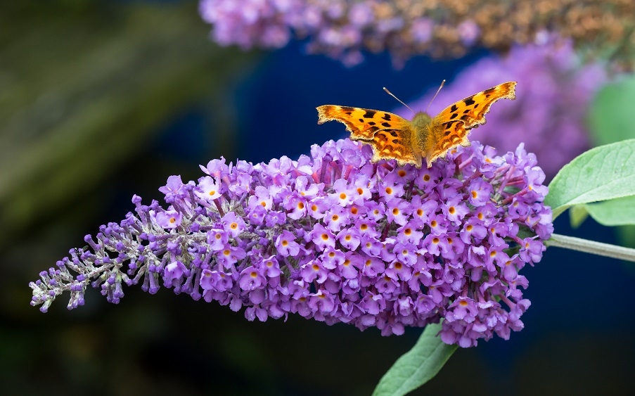 A butterfly on a Buddleia