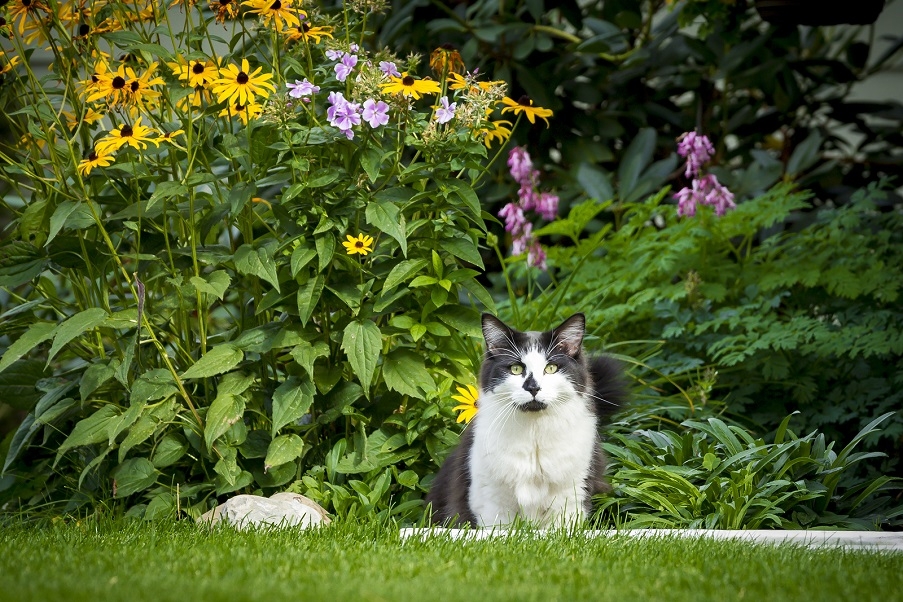 A fluffy cat sitting amongst garden plants