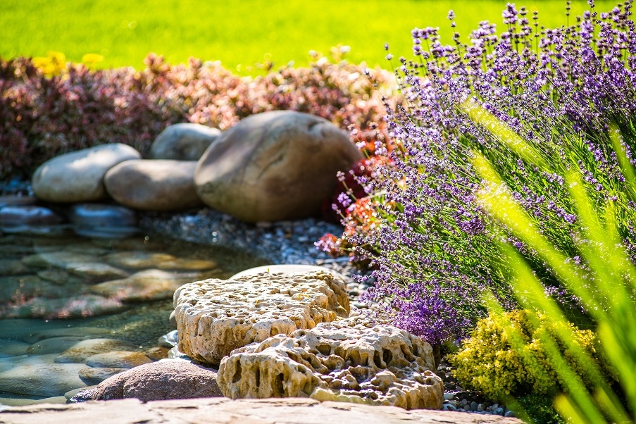 A garden pond with lavender plants