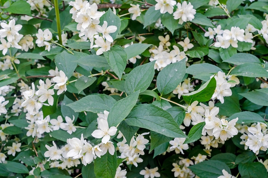 A Jasmine plant