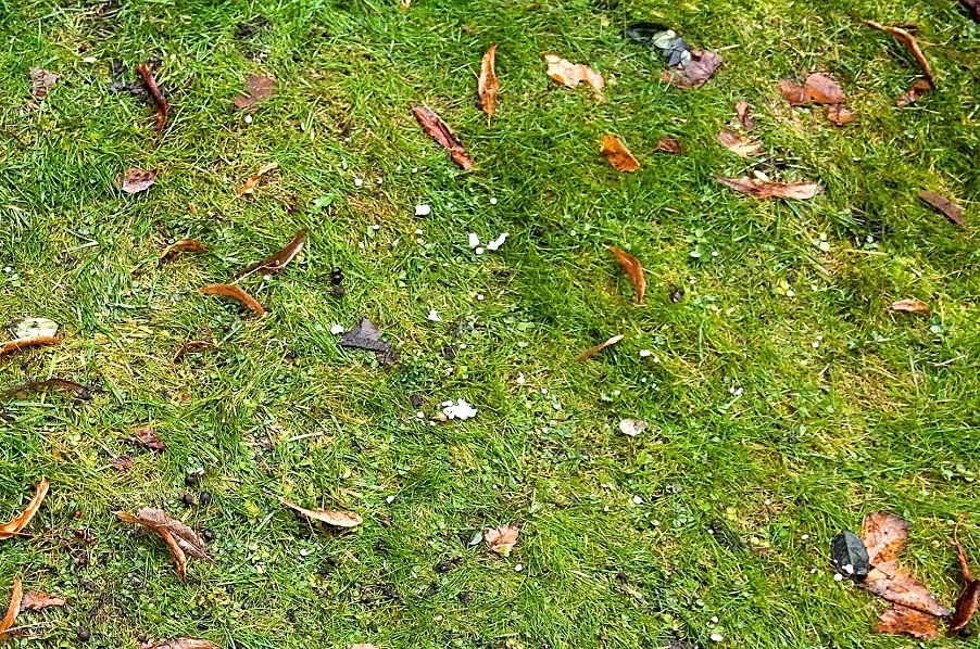 A leaf strewn lawn