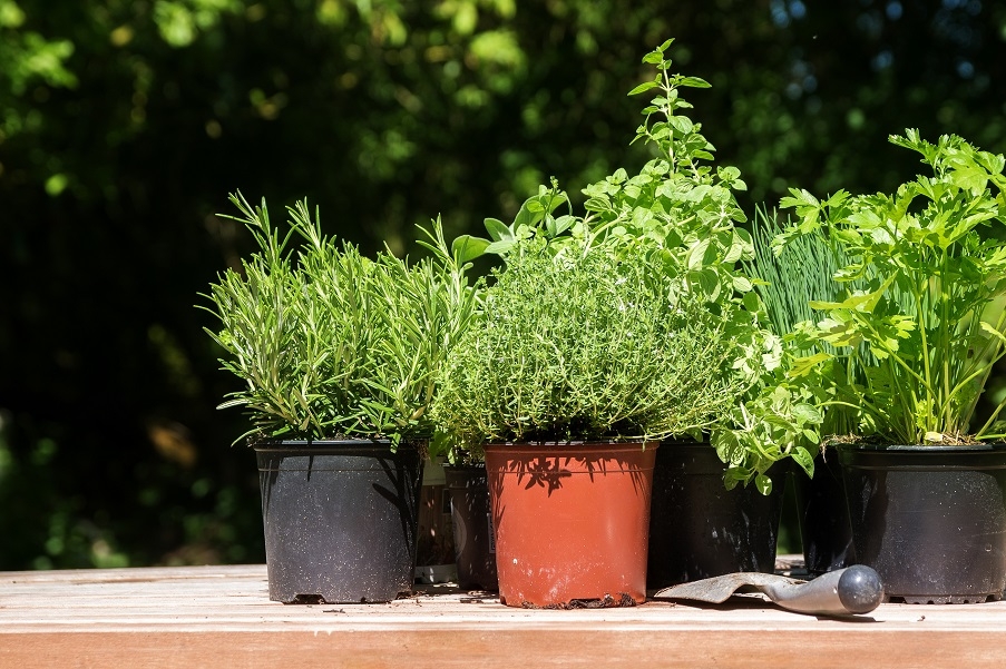 A potted herb garden