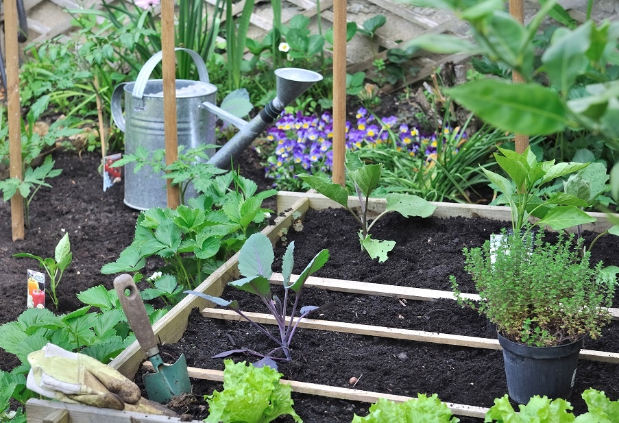 A vegetable patch in a garden