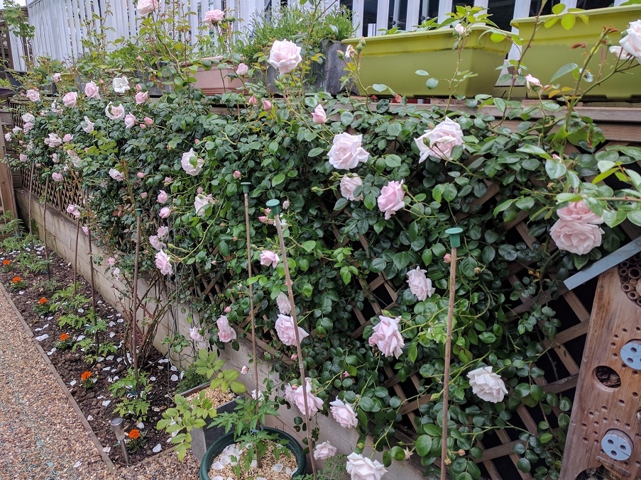 An example of a garden trellis with raised plant pots.