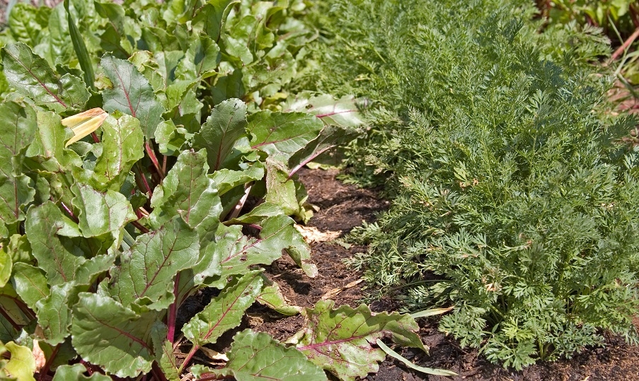 Beetroot and carrots growing