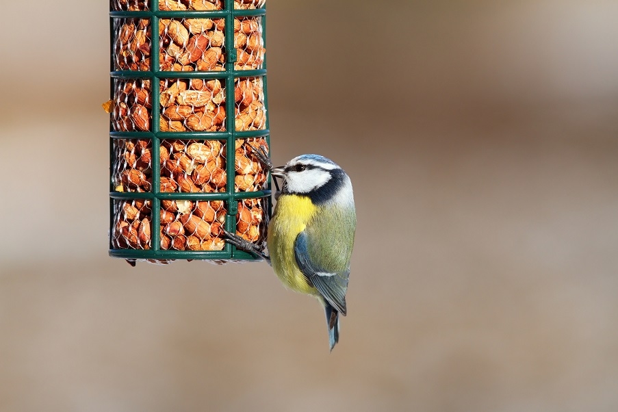 A blue tit on a bird feeder