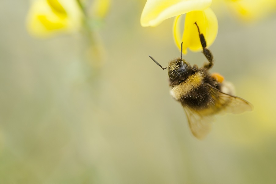 A bee on a flower