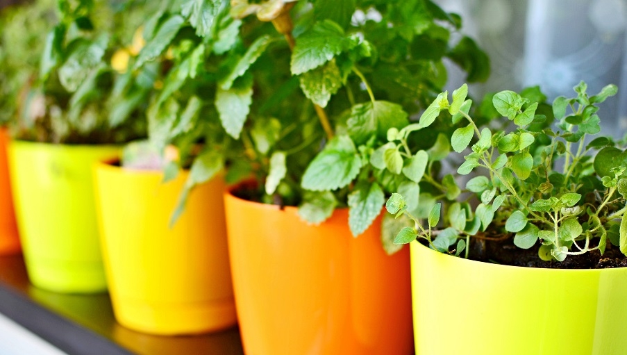 Bright pots with herbs growing in them