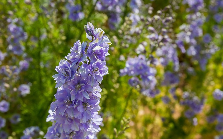 A Delphinium flower