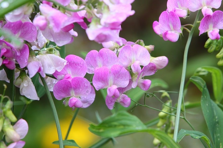 Everlasting Sweet Pea