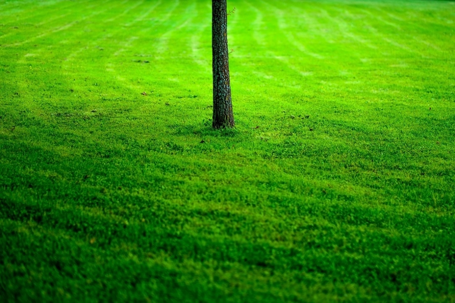 A freshly cut garden.