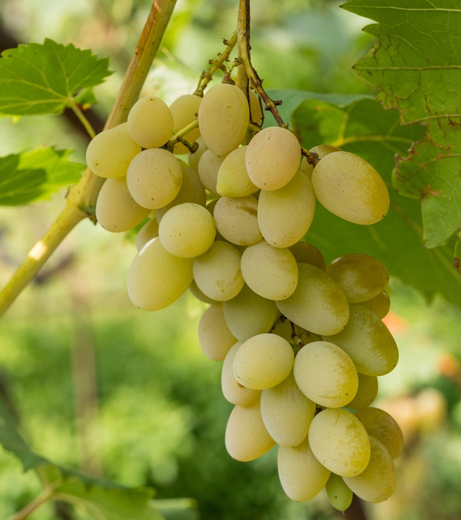 Grapes growing on a vine