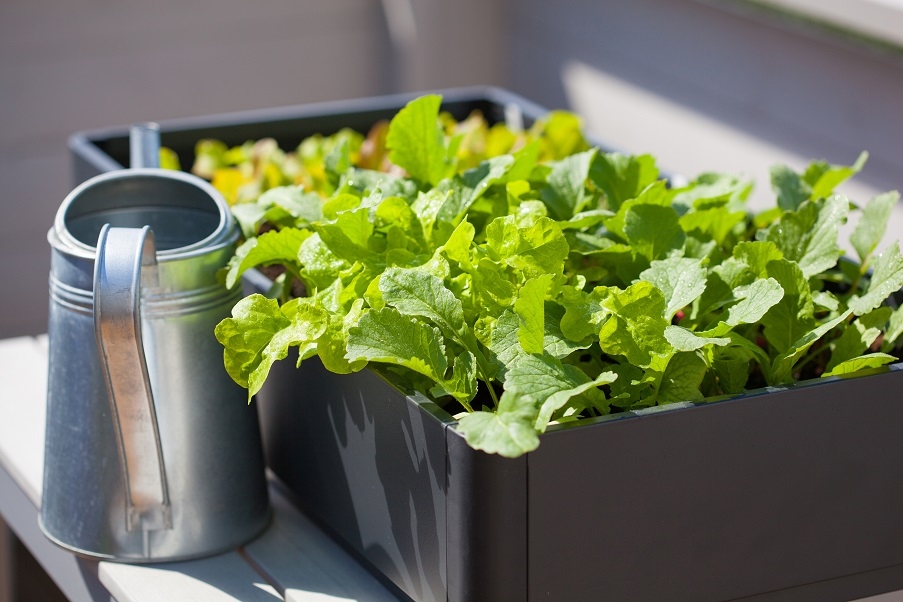 Growing radish and lettuce in a container