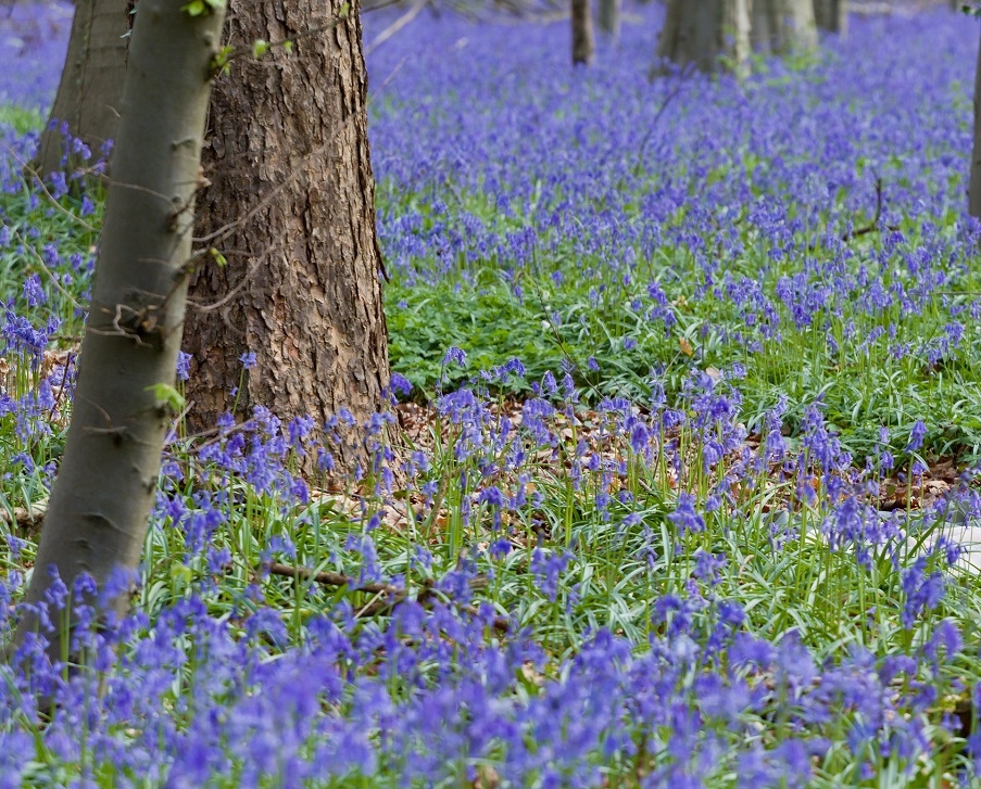 Lavender in a woodland