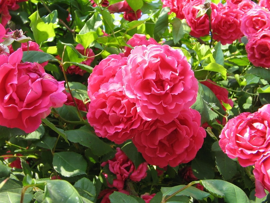 A pink rose bush