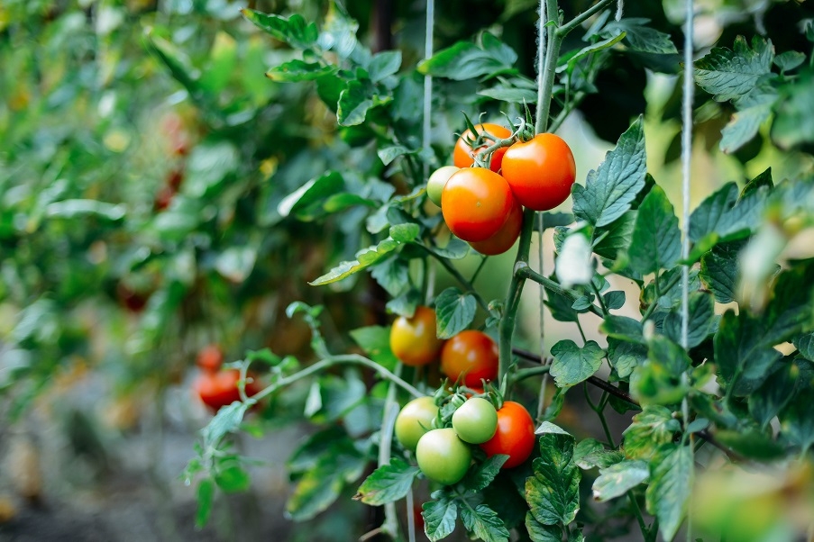 Tomatoes growing on the vine in a greenhouse